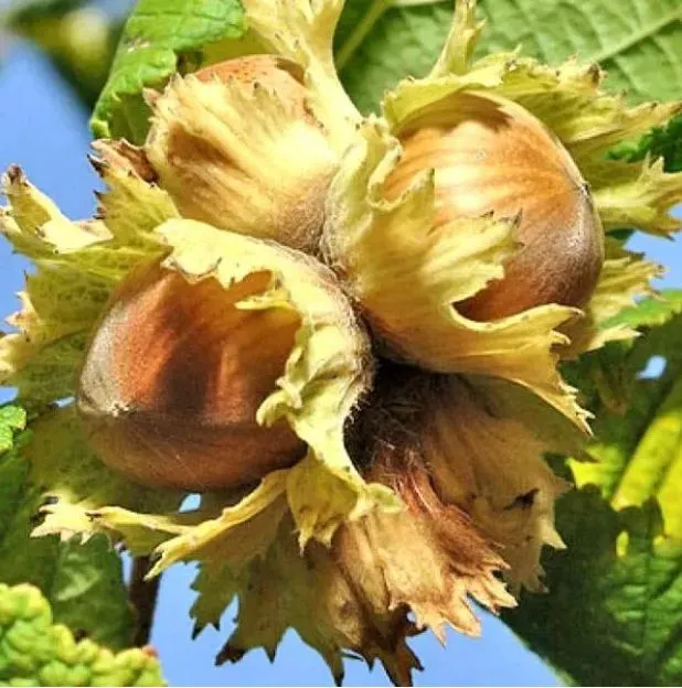 Сорты фундука Сорты фундука