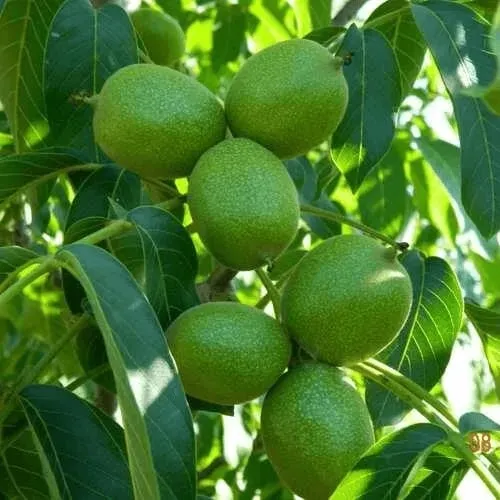 Как купить саженцы грецкого ореха и не загубить растение Как купить саженцы грецкого ореха и не загубить растение