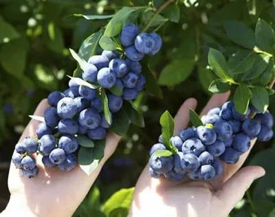 Голубика садовая — источник полезностей Голубика садовая — источник полезностей