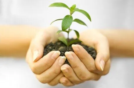 Посадка растений