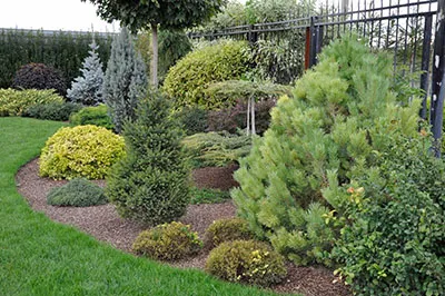 Как грамотно выбрать саженцы Как грамотно выбрать саженцы