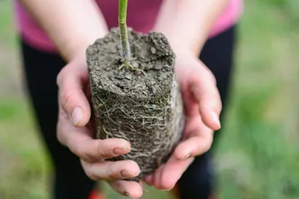 саженцы вишни саженцы вишни