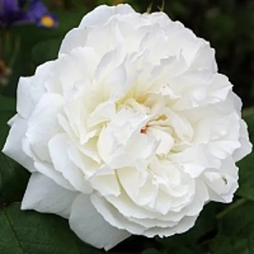 Саженцы роз ВИНЧЕСТЕР КАФЕДРАЛ английская в Москве