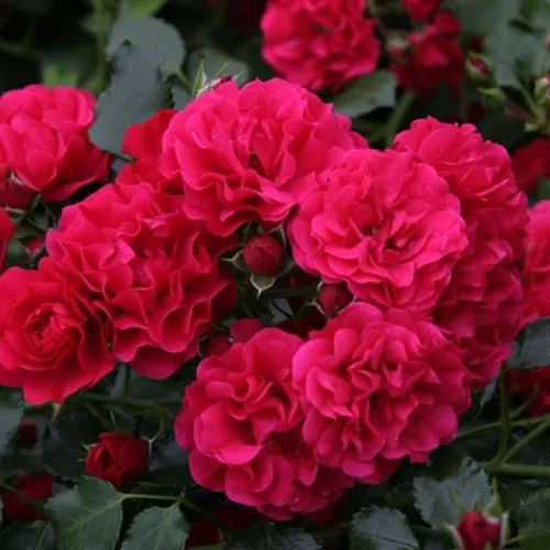 Саженцы роз РАДОСТЬ САДОВНИКА (ГАРТЕН ФРОЙДЕ) почвопокровная в Москве