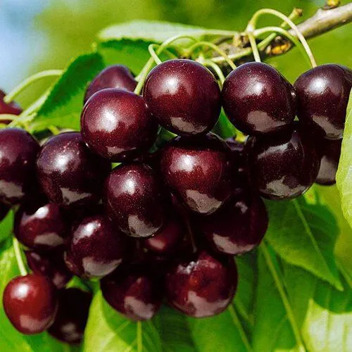 Черешня ВИТЯЗЬ в Москве
