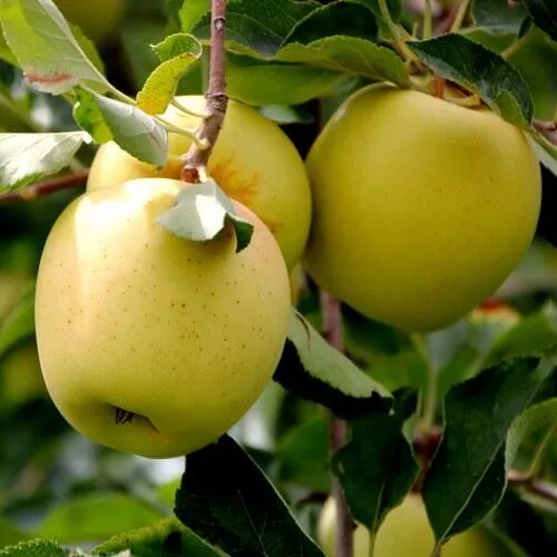 Яблоня ГОЛДЕН ВЛАДИМИРСКИЙ в Москве