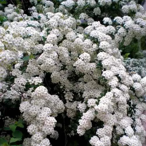 Спирея ВАНГУТТА в Москве