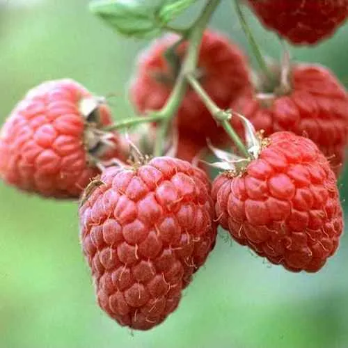 Малина ХЕРИТЕЙДЖ в Москве