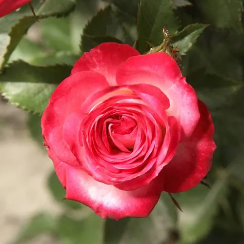 Саженцы роз САФИНА спрей в Москве