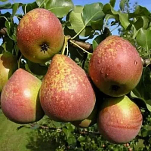 Груша МРАМОРНАЯ в Москве