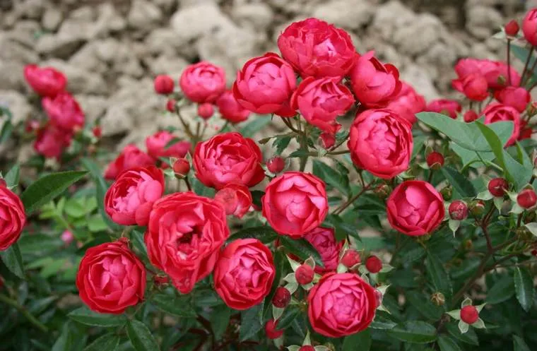 Новинки саженцев миниатюрной розы! Новинки саженцев миниатюрной розы!