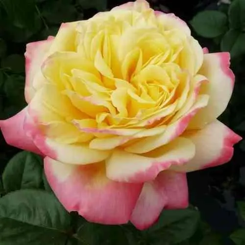 Саженцы роз КОРДЕС ДЖУБИЛИ чайно-гибридная в Москве