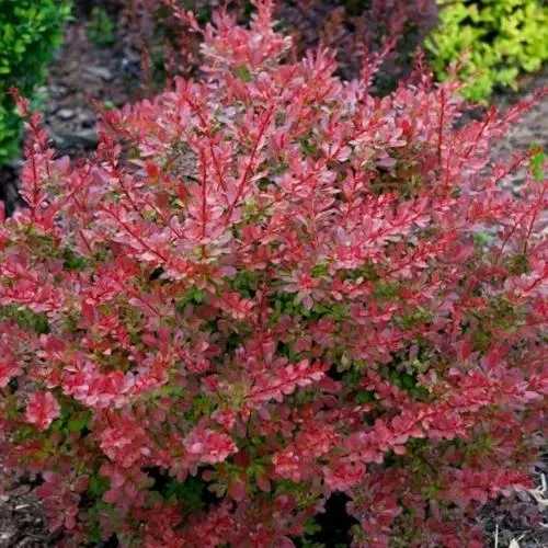 Барбарис ГОЛДЕН РИНГ тунберга  Барбарис ГОЛДЕН РИНГ тунберга в Москве