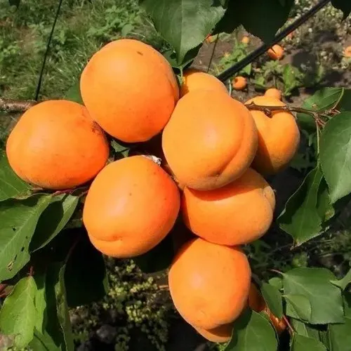 Абрикос ХАРГРАНД в Москве