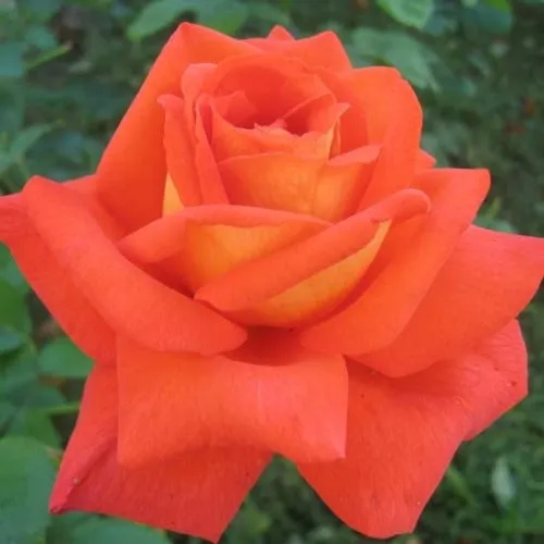 Саженцы роз ЛОВЕРС МИТИНГ чайно-гибридная в Москве