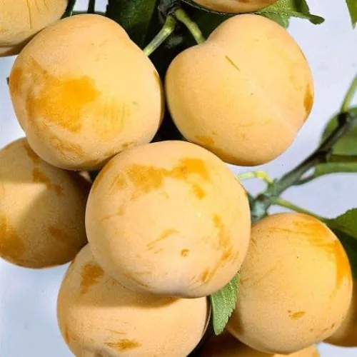 Слива РЕНКЛОД ранний в Москве