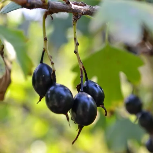Смородина золотистая ДУСТЛИК в Москве