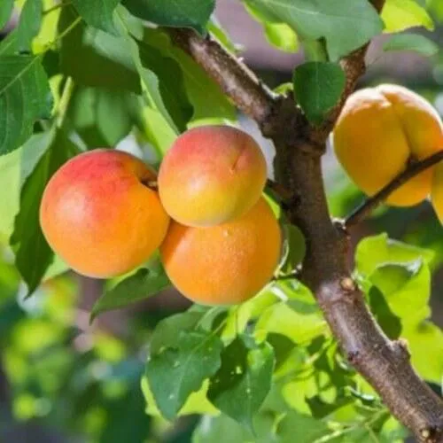 Абрикос РИТАУСМА в Москве