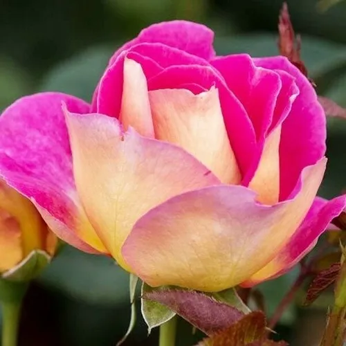 Саженцы роз МАЛЕЙКА чайно-гибридная в Москве