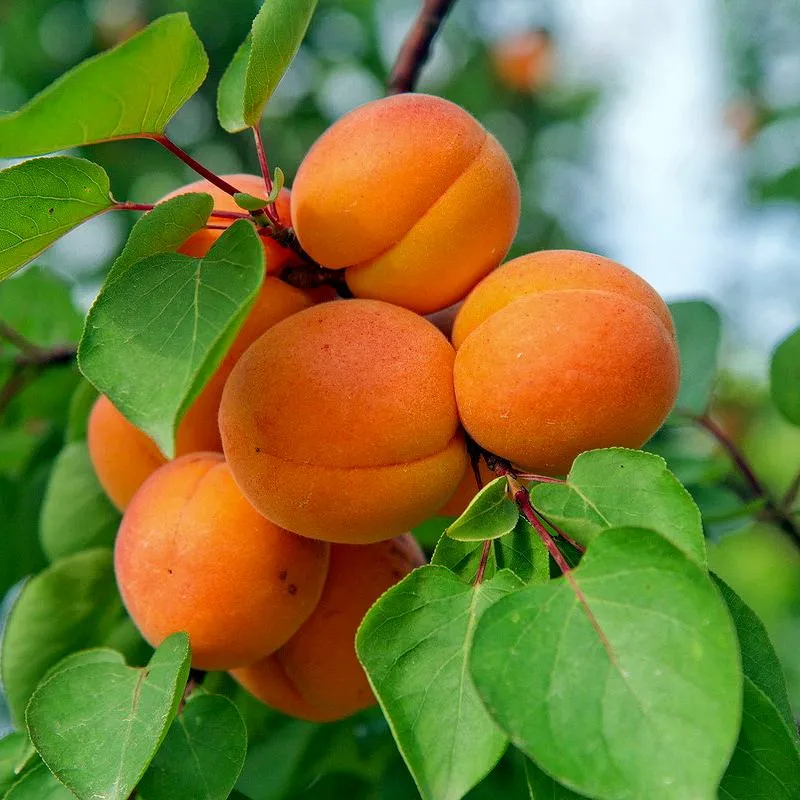 АБРИКОСЫ                    АБРИКОСЫ