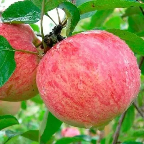 Яблоня КОРИЧНОЕ ПОЛОСАТОЕ  Яблоня КОРИЧНОЕ ПОЛОСАТОЕ в Москве