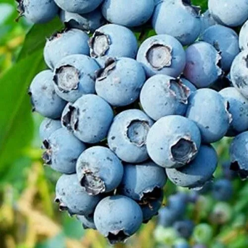 Голубика БРИГИТТА БЛЮ  Голубика БРИГИТТА БЛЮ в Москве