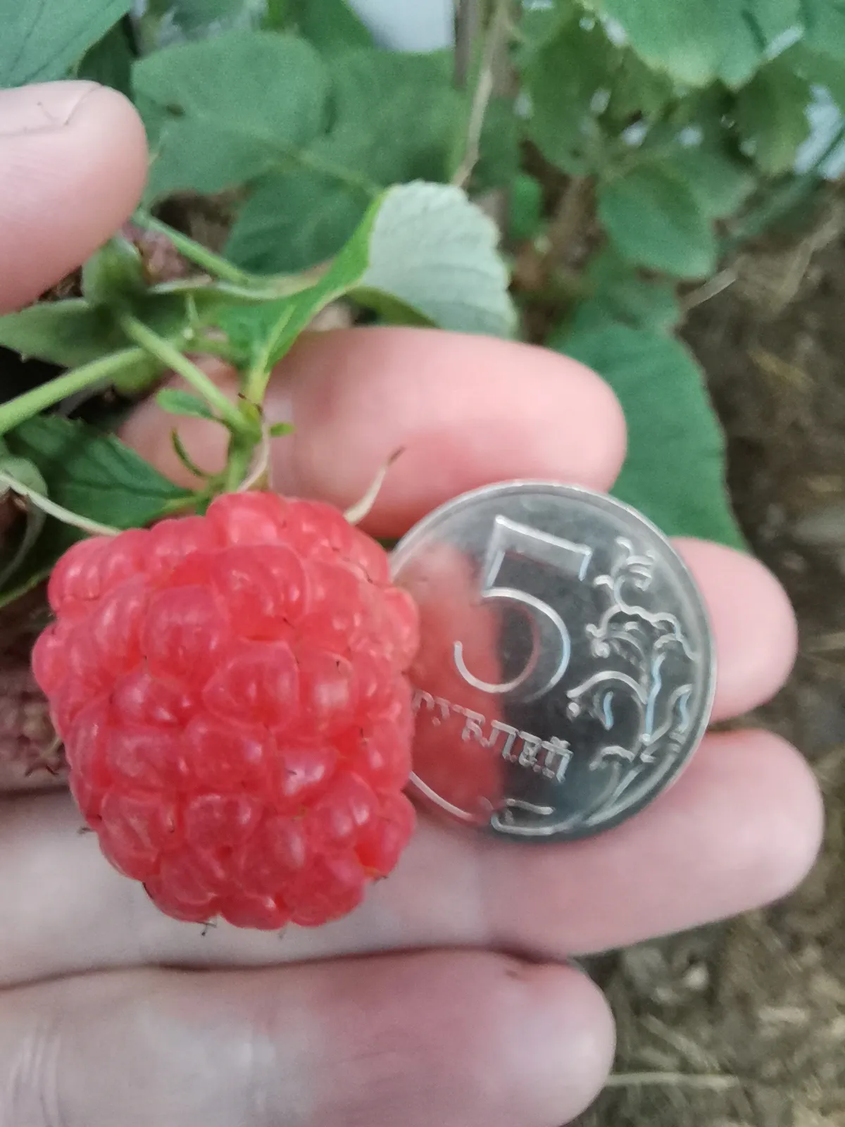 Анастасия  Анастасия