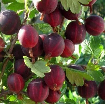 Cаженцы крыжовника оптом  Cаженцы крыжовника оптом в Москве