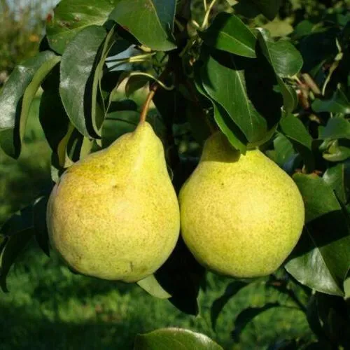Саженцы груши Просто Мария Саженцы груши Просто Мария