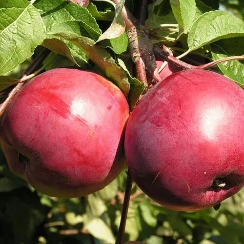 Яблоня ДАРУНАК  Яблоня ДАРУНАК в Москве