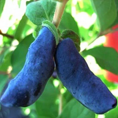 Жимолость съедобная БАКЧАРСКИЙ ВЕЛИКАН в Москве