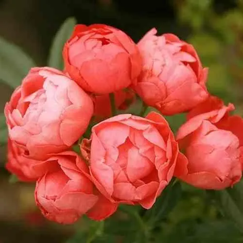 Саженцы роз ОРАНЖ МОРСДАГ полиантовая в Москве