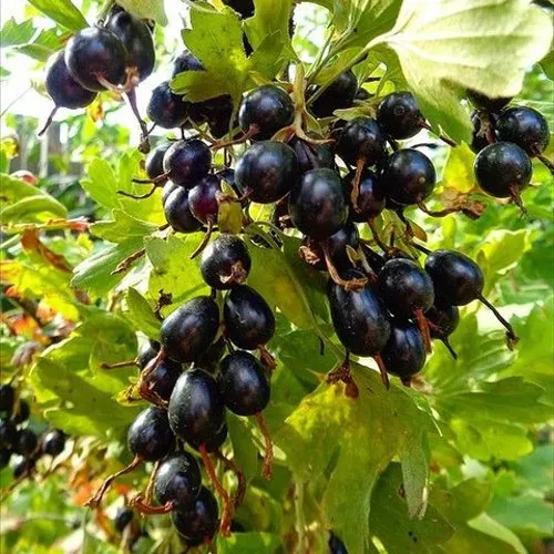 Смородина золотистая ОВАЛЬНАЯ в Москве