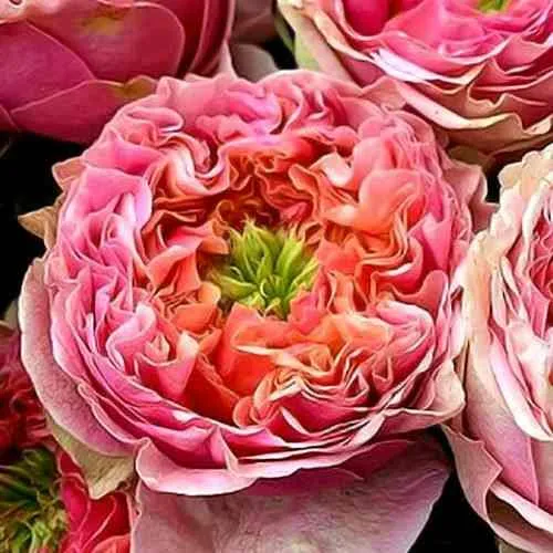 Саженцы роз ПИНК АЙ чайно-гибридная в Москве