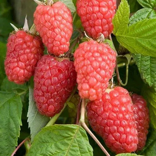 Малина КАСКАД ДЕЛАЙТ в Москве