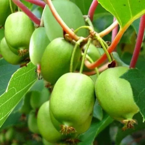 саженцы актинидии саженцы актинидии