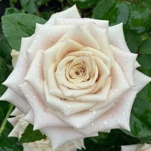 Саженцы роз МЕНТА чайно-гибридная в Москве