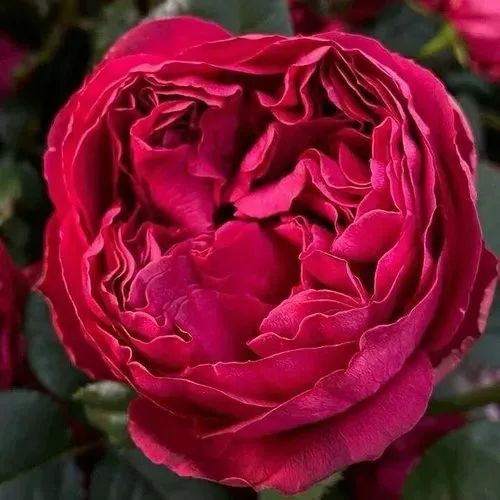 Саженцы роз РАСПБЕРРИ ЭЛЕГАНС чайно-гибридная в Москве