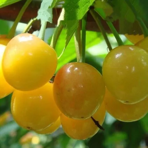 Черешня ЯНТАРНАЯ в Москве