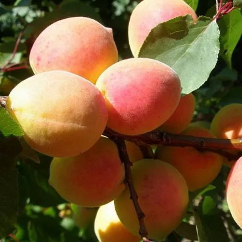 Абрикос СЮРПРИЗ в Москве