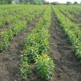 Подвой груши ДИКАЯ ГРУША в Москве