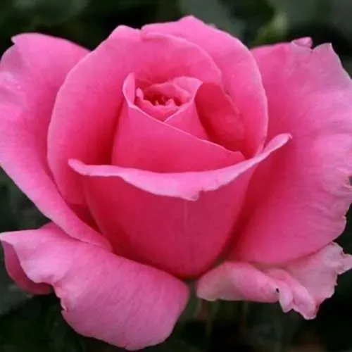 Саженцы роз ЭЙФЕЛЕВА БАШНЯ чайно-гибридная в Москве