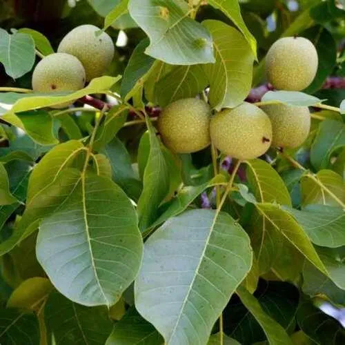 саженцы грецкого ореха саженцы грецкого ореха