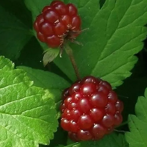 Княженика КЛОН  Княженика КЛОН в Москве