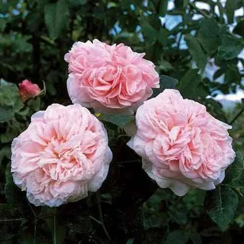 Саженцы роз КЛЭР РОУЗ английская в Москве