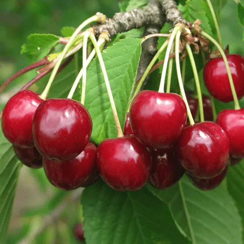 Черешня ГРОНКОВАЯ в Москве