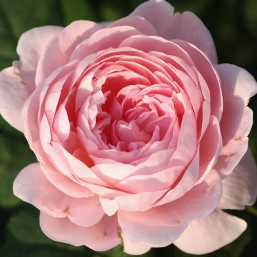 Саженцы роз КУИН ОФ СУИДЕН английская в Москве