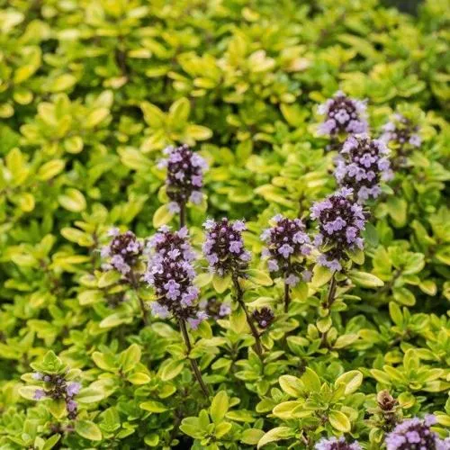 Тимьян АУРЕУС лимоннопахнущий  Тимьян АУРЕУС лимоннопахнущий в Москве