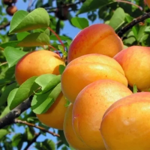 Абрикос ЭДЕЛЬВЕЙС в Москве