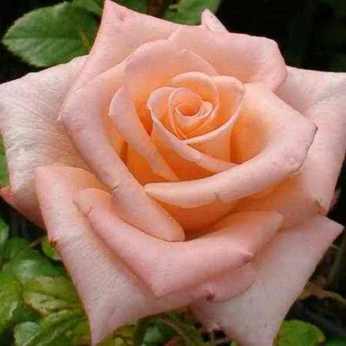 Саженцы роз АНГАЖЕМЕНТ чайно-гибридная в Москве